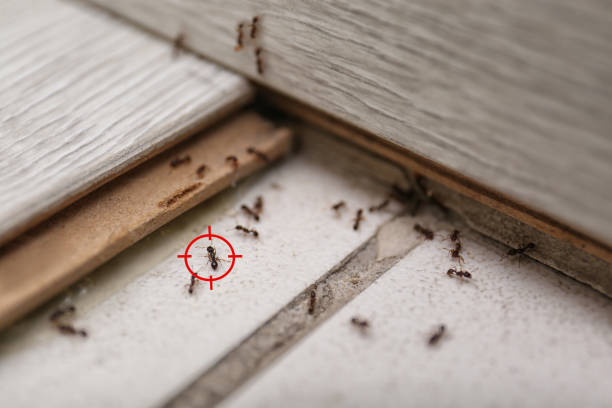 Best Flea Control Services  in Cranford, NJ