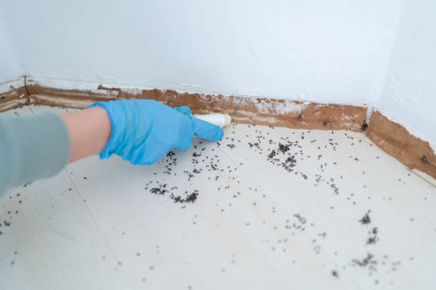 Best Local Pest Control Services  in Cranford, NJ
